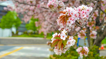 大阪のおすすめの花見スポット